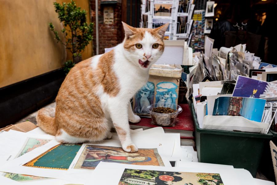 The cats at Acqua Alta Bookshop in Venice, Italy, are a beloved and charming fixture of the store, often found lounging among the bookshelves or napping in cozy corners.